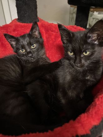 Siam Maine Coon Mix Kitten