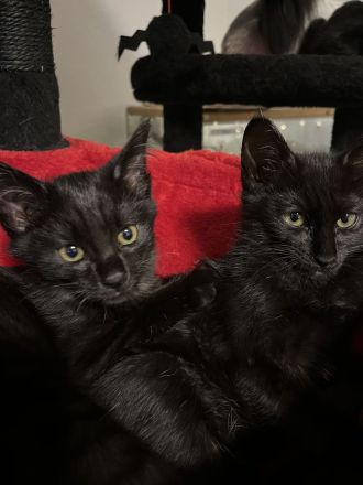 Siam Maine Coon Mix Kitten