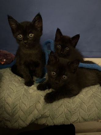 Siam Maine Coon Mix Kitten