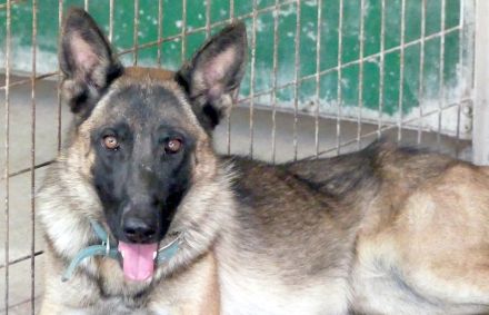 Kiara 2, weiblicher Deutscher Schäferhund-Mix