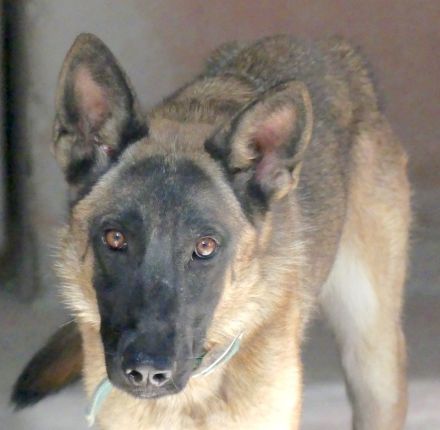 Kiara 2, weiblicher Deutscher Schäferhund-Mix