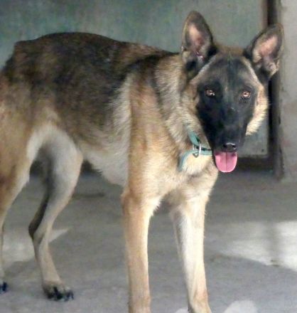 Kiara 2, weiblicher Deutscher Schäferhund-Mix