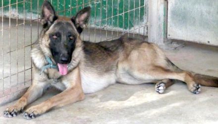 Kiara 2, weiblicher Deutscher Schäferhund-Mix