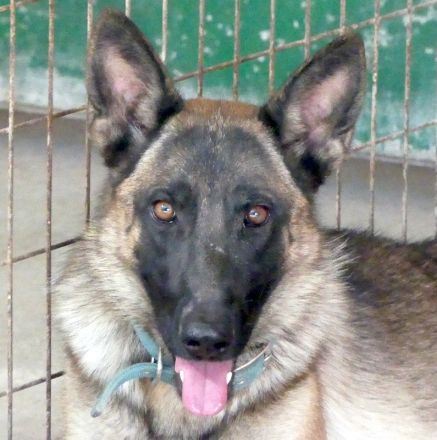 Kiara 2, weiblicher Deutscher Schäferhund-Mix