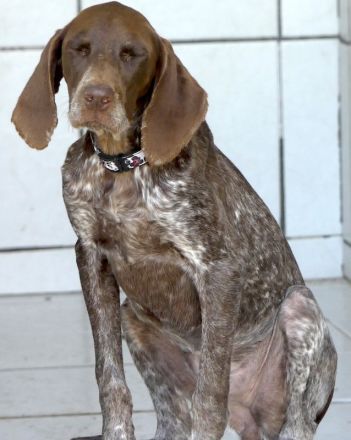 Poppy 19, weiblicher Deutsch Kurzhaar-Mix