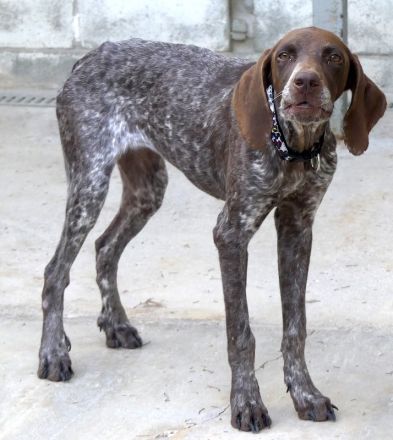 Poppy 19, weiblicher Deutsch Kurzhaar-Mix