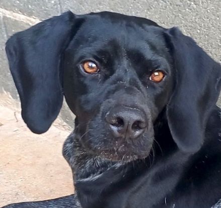 Saddle, männlicher Pointer-Mix