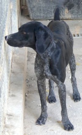 Saddle, männlicher Pointer-Mix