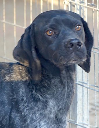 Saddle, männlicher Pointer-Mix