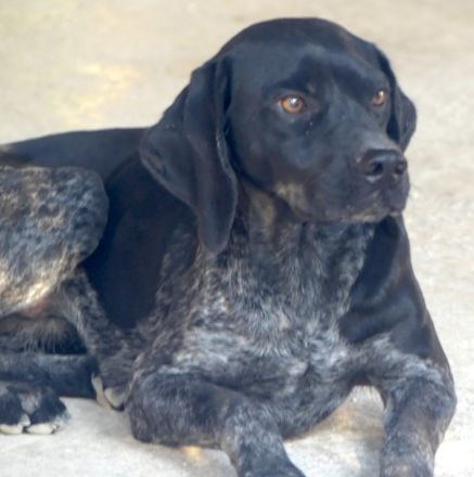 Saddle, männlicher Pointer-Mix