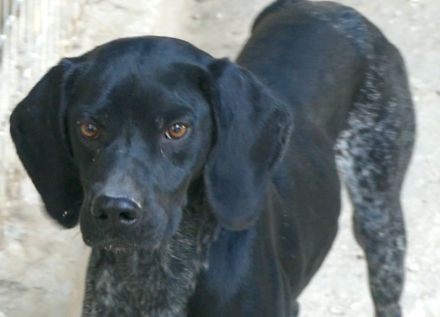 Saddle, männlicher Pointer-Mix