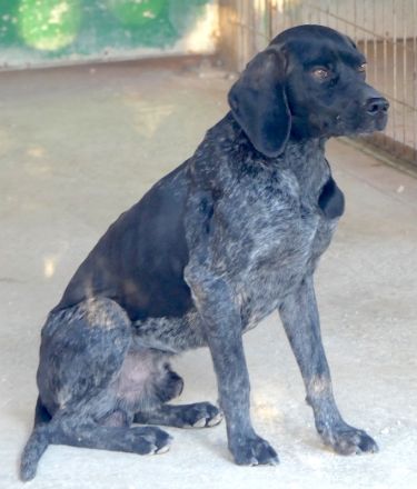 Saddle, männlicher Pointer-Mix