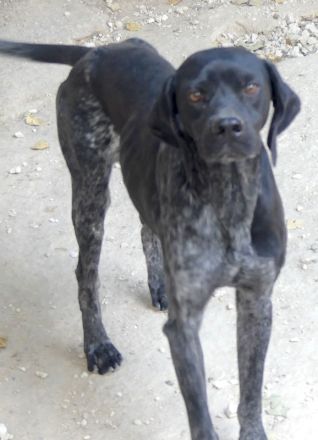 Saddle, männlicher Pointer-Mix