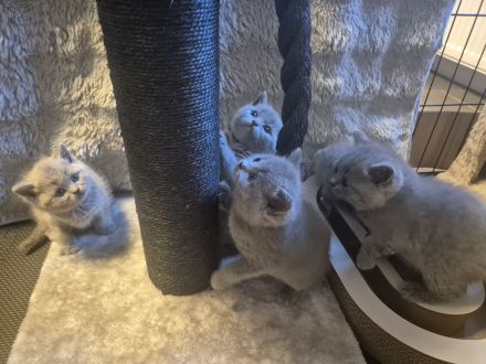 Sieben zuckersüße Kitten suchen ein liebevolles Zuhause