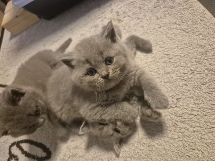 Sieben zuckersüße Kitten suchen ein liebevolles Zuhause