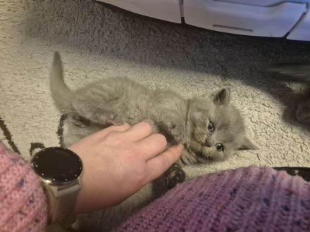 Sieben zuckersüße Kitten suchen ein liebevolles Zuhause