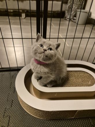 Sieben zuckersüße Kitten suchen ein liebevolles Zuhause