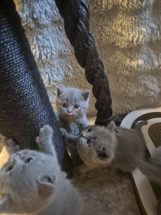 Sieben zuckersüße Kitten suchen ein liebevolles Zuhause