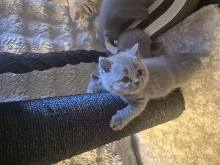 Sieben zuckersüße Kitten suchen ein liebevolles Zuhause