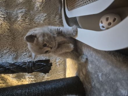 Sieben zuckersüße Kitten suchen ein liebevolles Zuhause