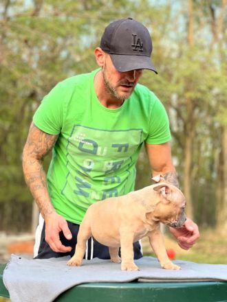 American Bully Pocket