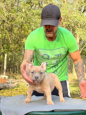 American Bully Pocket