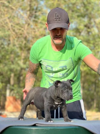 American Bully Pocket