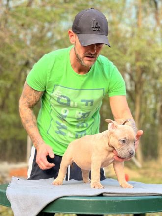 American Bully Pocket