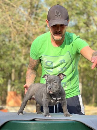 American Bully Pocket