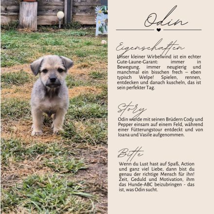 PEPPER - ODIN - CODY - 3 Brüder suchen ihre Familien