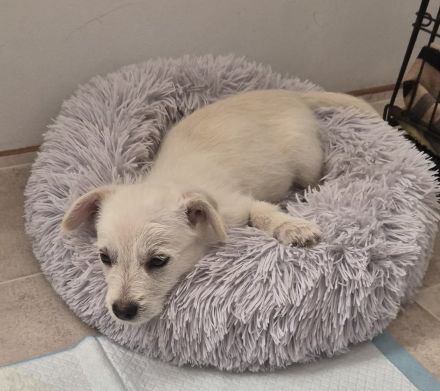 PEPPER - ODIN - CODY - 3 Brüder suchen ihre Familien