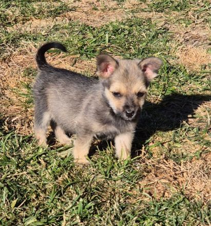 PEPPER - ODIN - CODY - 3 Brüder suchen ihre Familien