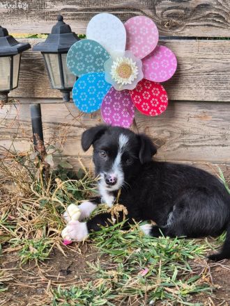 PEPPER - ODIN - CODY - 3 Brüder suchen ihre Familien