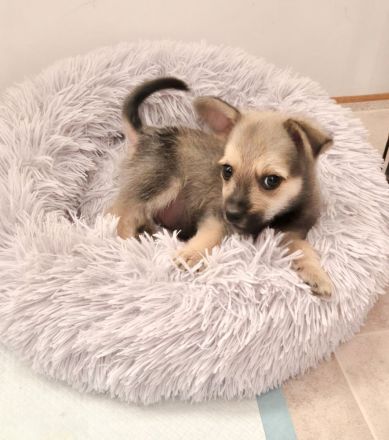 PEPPER - ODIN - CODY - 3 Brüder suchen ihre Familien