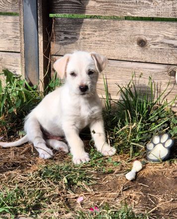 PEPPER - ODIN - CODY - 3 Brüder suchen ihre Familien