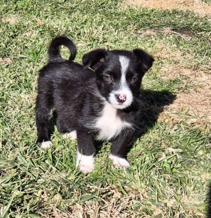 PEPPER - ODIN - CODY - 3 Brüder suchen ihre Familien