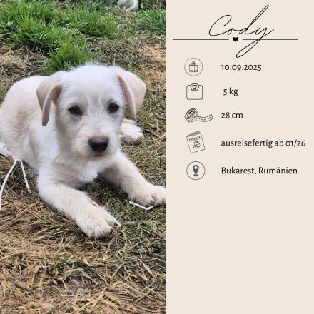 PEPPER - ODIN - CODY - 3 Brüder suchen ihre Familien