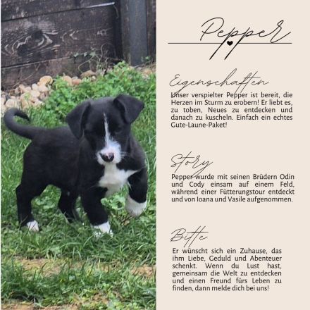 PEPPER - ODIN - CODY - 3 Brüder suchen ihre Familien