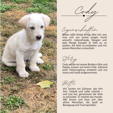 PEPPER - ODIN - CODY - 3 Brüder suchen ihre Familien