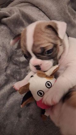 Französische bulldogge