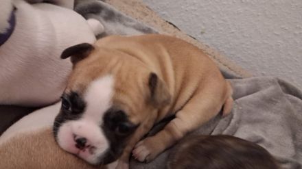 Französische bulldogge