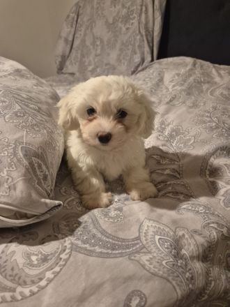 Malteser suchen liebevolles Zuhause