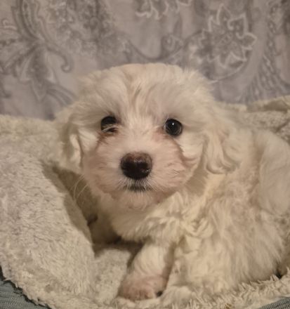 Malteser suchen liebevolles Zuhause