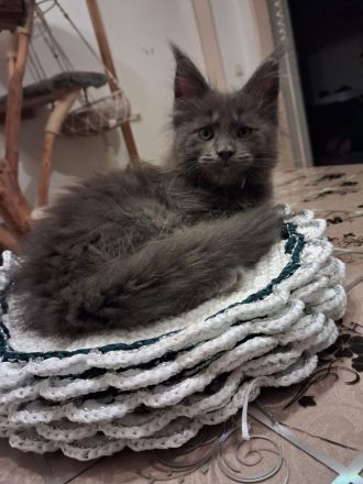 Reinrassige schöne Main Coon Kitten mit Stammbaum