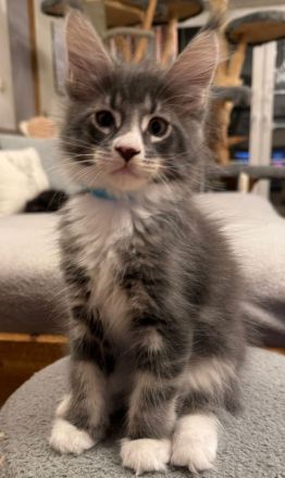 Reinrassige schöne Main Coon Kitten mit Stammbaum