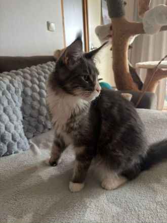 Reinrassige schöner xxl Main Coon Kater mit Stammbaum