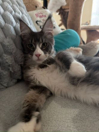 Reinrassige schöner xxl Main Coon Kater mit Stammbaum