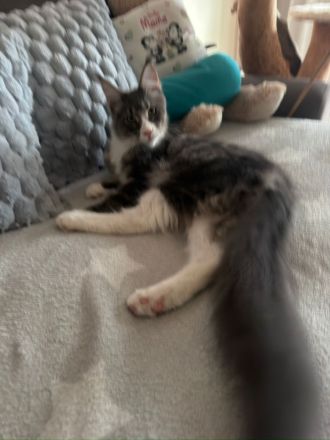 Reinrassige schöner xxl Main Coon Kater mit Stammbaum