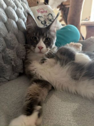 Reinrassige schöner xxl Main Coon Kater mit Stammbaum