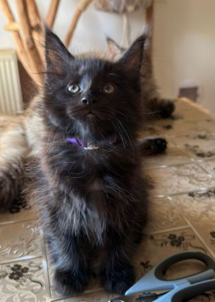 Reinrassige schöne Main Coon Kitten mit Stammbaum